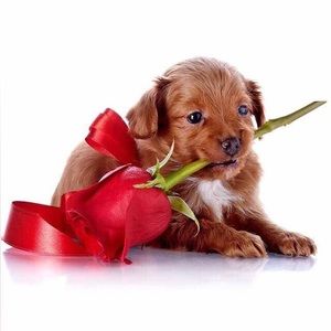 Meet your Posher, Cephas